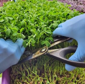 microsgreens